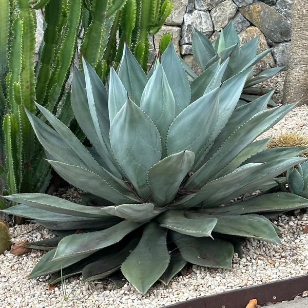 Agave-Nursery Near Me