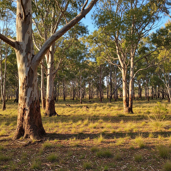 Australian Native Trees-Nursery Near Me