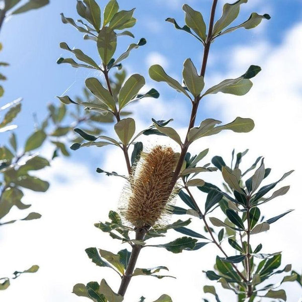 Banksias-Nursery Near Me