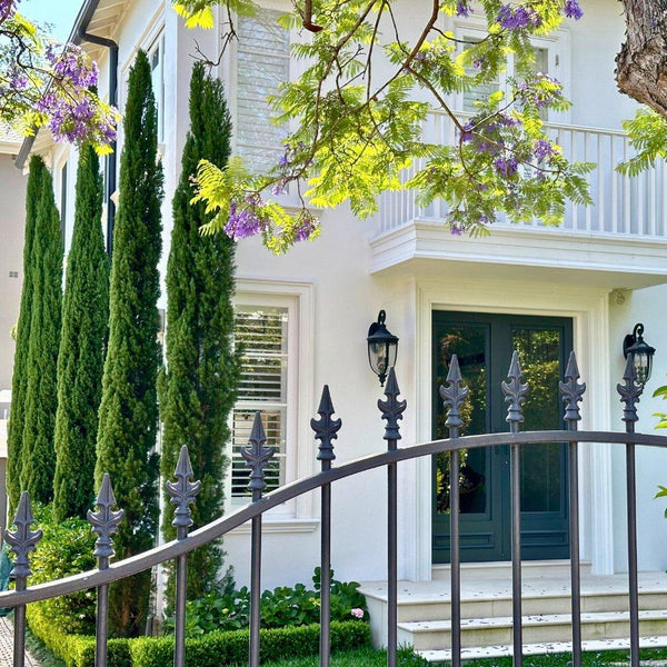 Conifers-Nursery Near Me