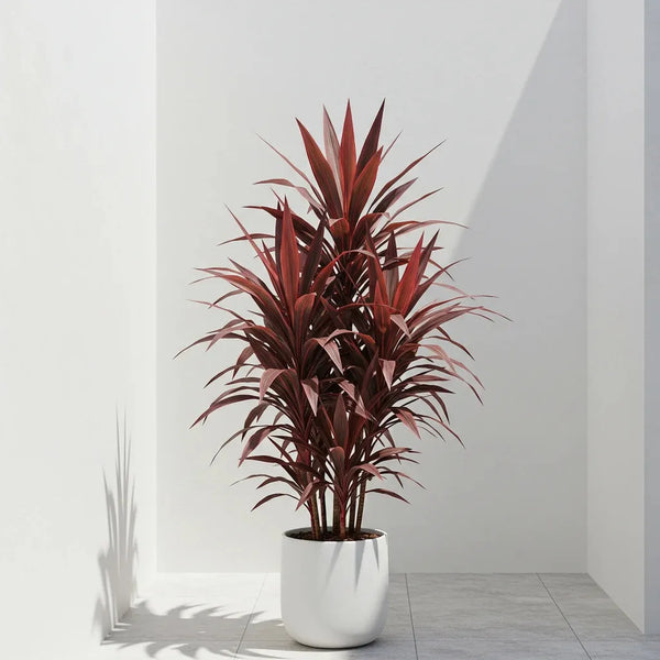 Cordylines-Nursery Near Me