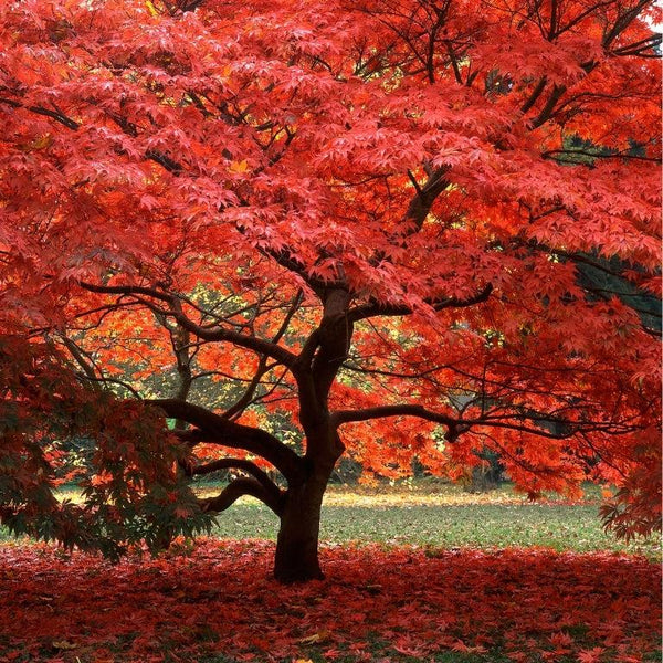 Deciduous Trees & Plants-Nursery Near Me