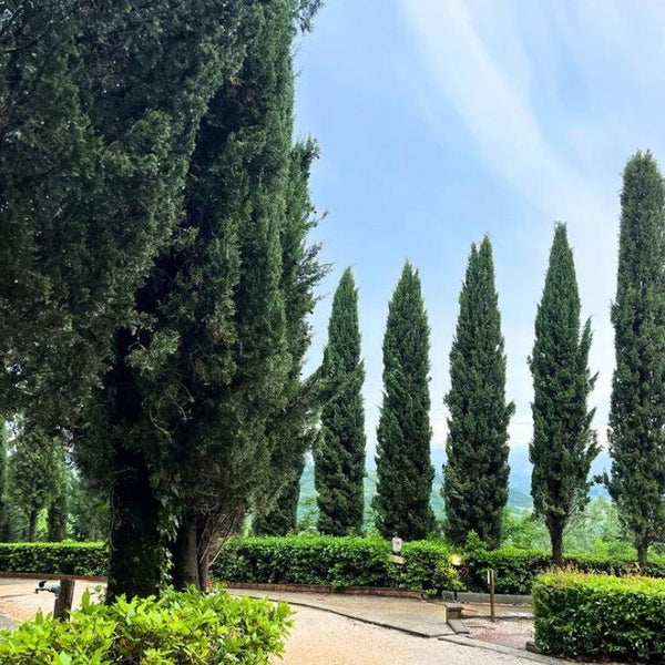 Driveway Trees-Nursery Near Me