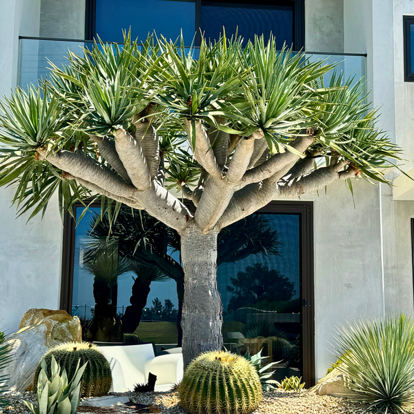Drought-Tolerant-Nursery Near Me