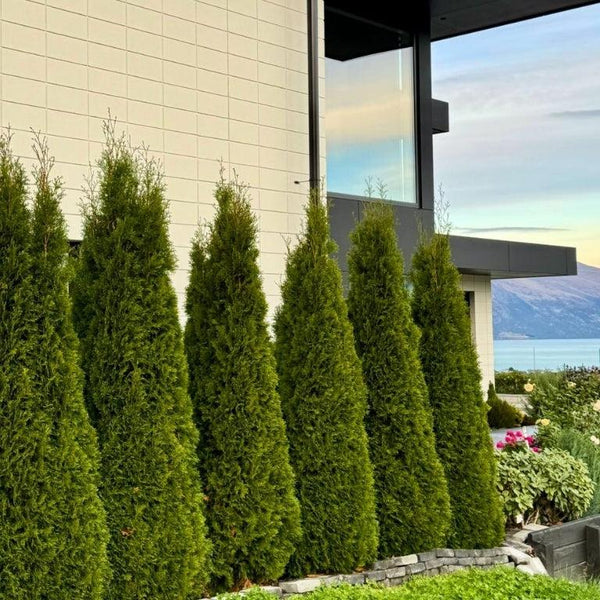 Evergreen Trees-Nursery Near Me