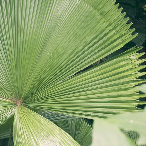 Exotic and Rare Plants-Nursery Near Me