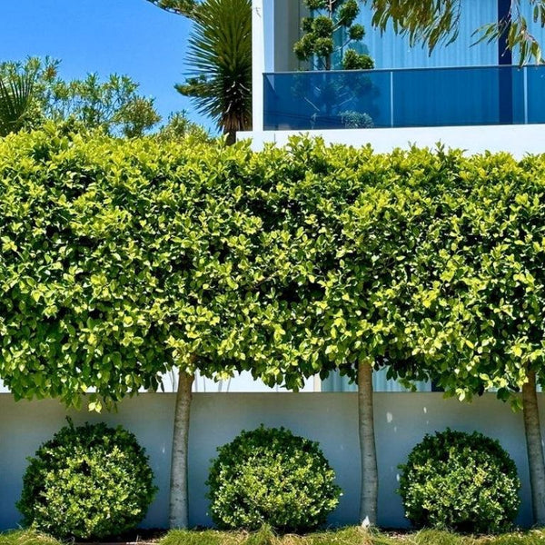 Ficus-Nursery Near Me