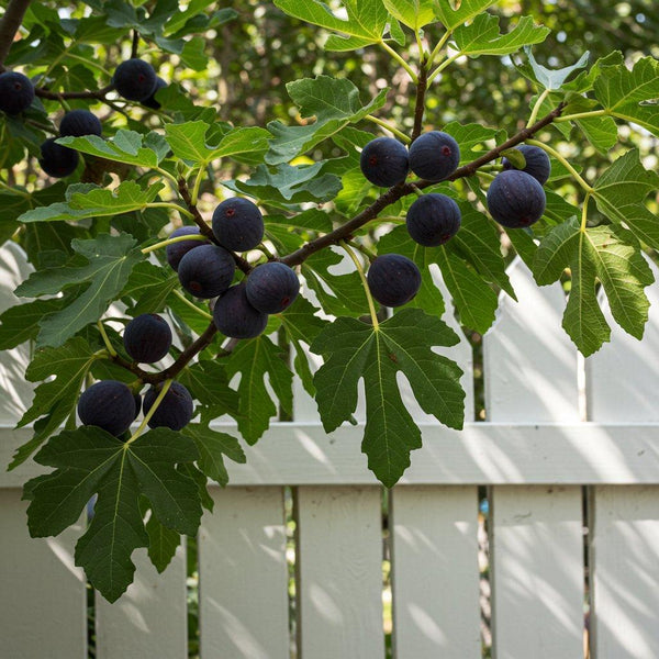 Fig Trees-Nursery Near Me