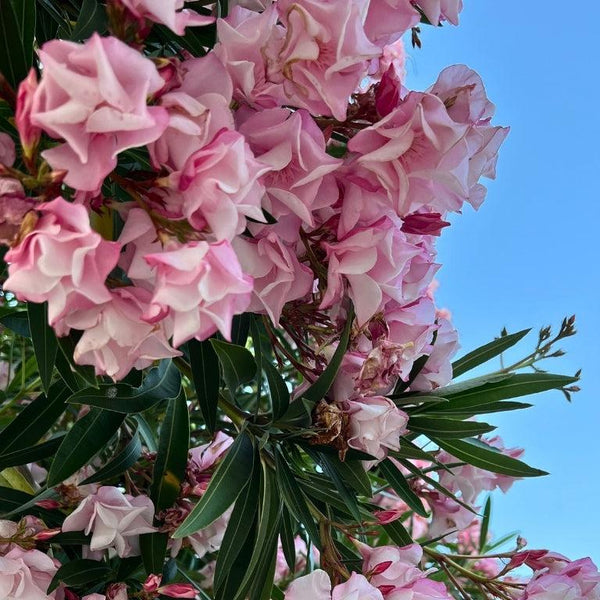Flowering Plants for Colour-Nursery Near Me