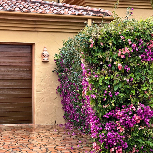 Flowering Shrubs-Nursery Near Me