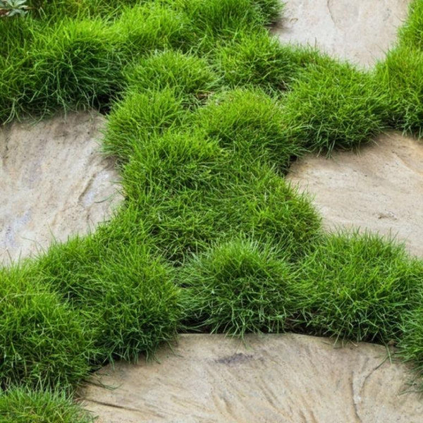 Grasses for Landscaping-Nursery Near Me