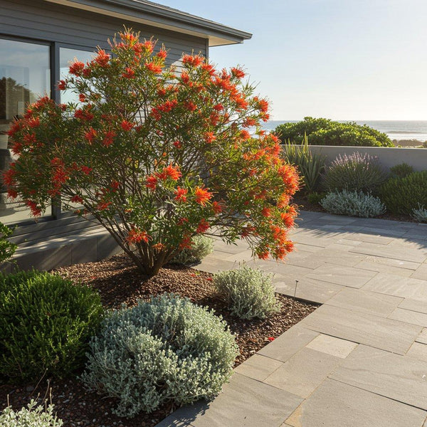 Grevilleas-Nursery Near Me