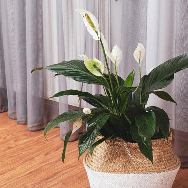 Indoor Flowering Plants-Nursery Near Me