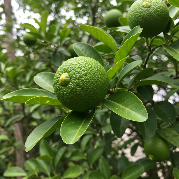 Lime Trees-Nursery Near Me