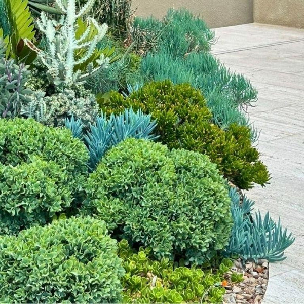 Low Water Plants-Nursery Near Me