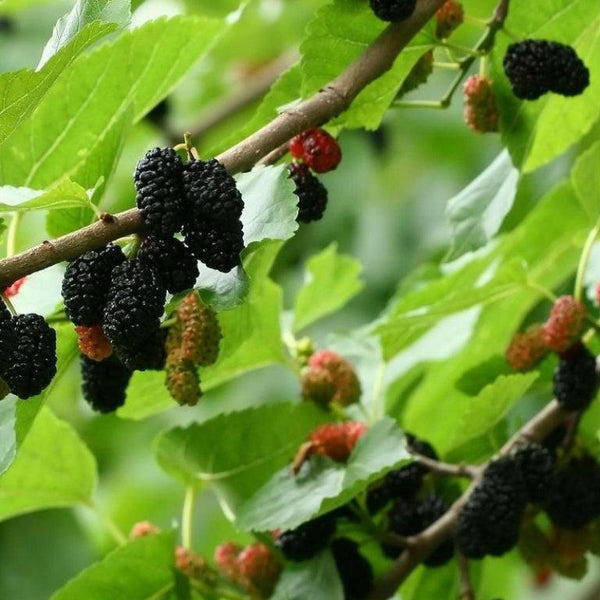 Mulberry Trees-Nursery Near Me