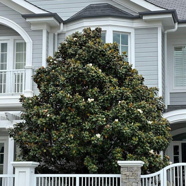 Ornamental Trees-Nursery Near Me