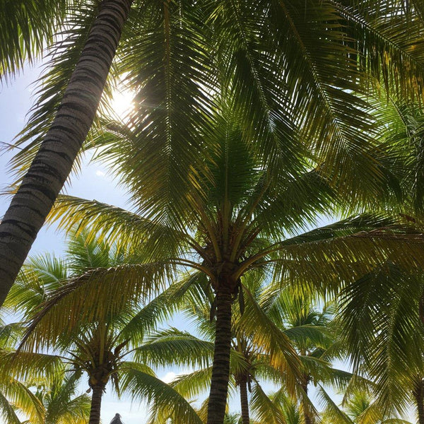 Palms-Nursery Near Me