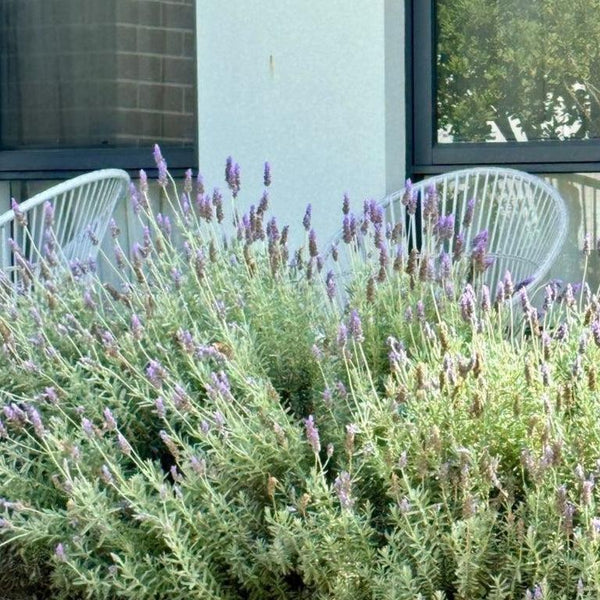 Plants for Full Sun-Nursery Near Me