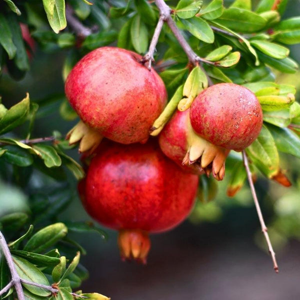 Pomegranate Trees-Nursery Near Me