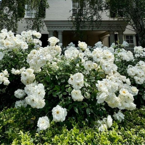 Roses-Nursery Near Me