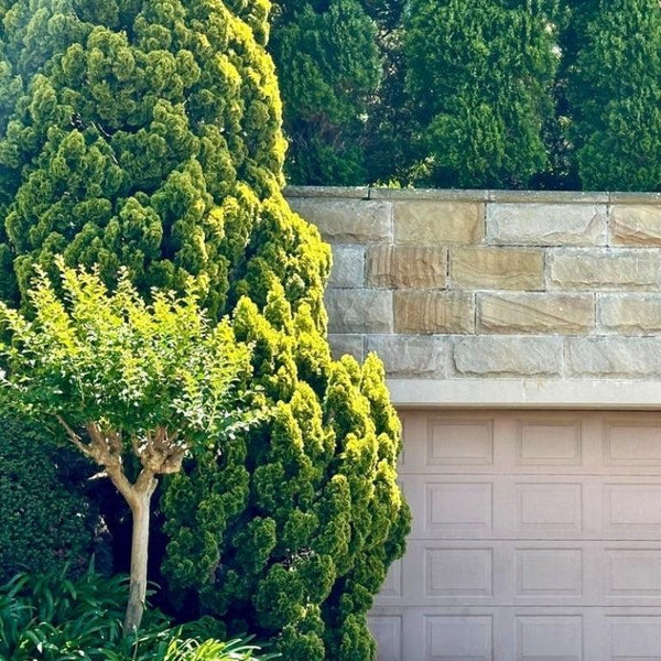 Shade-Tolerant Trees & Plants-Nursery Near Me