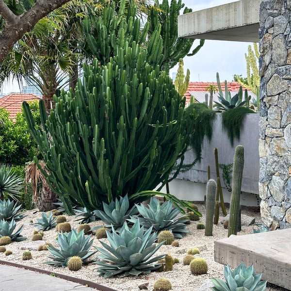 Succulents & Cacti-Nursery Near Me