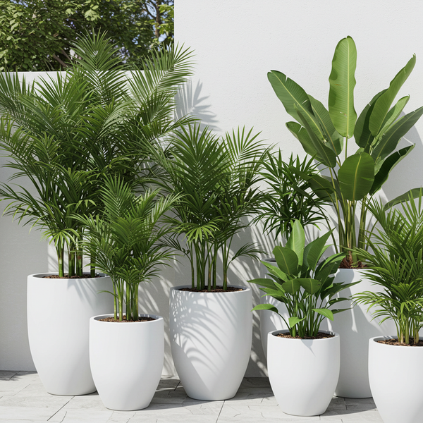 Tropical Plants-Nursery Near Me