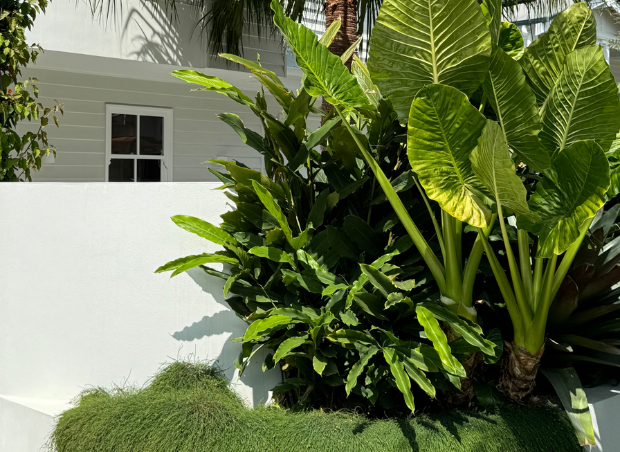 Large tropical green plants grow beside a white wall and building under bright sunlight.