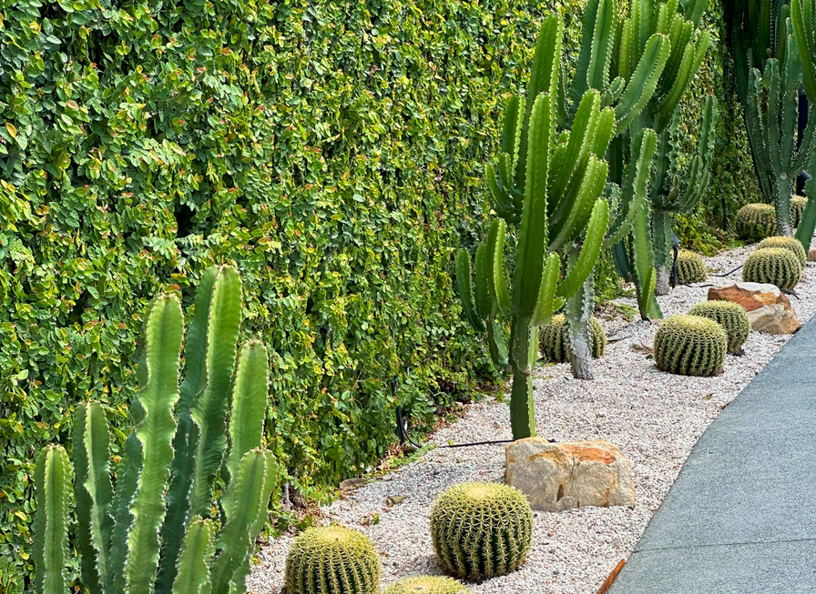 Tall green cacti and round barrel cacti growing in gravel next to a leafy green wall and a paved path.