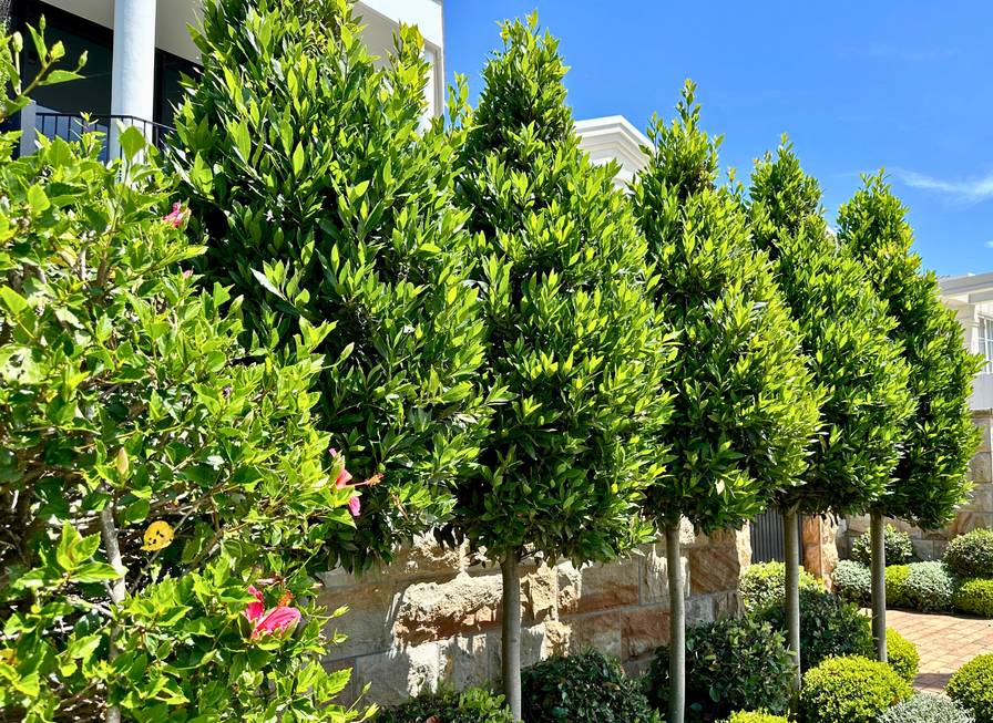 A row of neatly trimmed green trees lines a garden path next to a stone building under a blue sky.