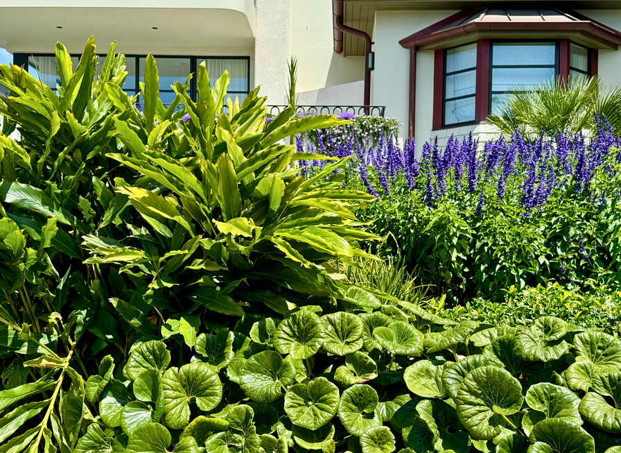 Lush green plants and purple flowers grow in front of a house with large windows and white walls.