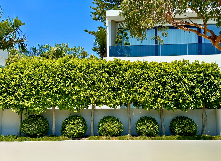 Modern white building with tall green hedges and trimmed bushes in front, under a clear blue sky.