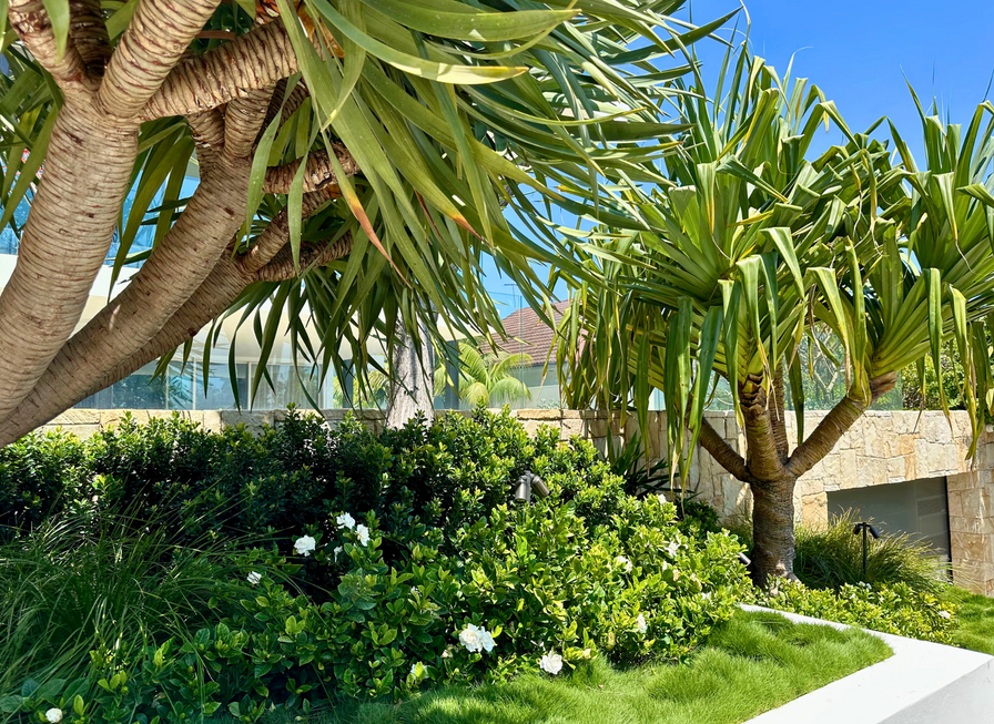 Tropical trees and green bushes with white flowers in a sunny garden near a stone wall.