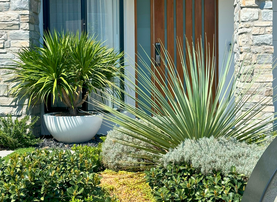 Spiky green plants and shrubs in front of a modern house with stone and wood exterior.