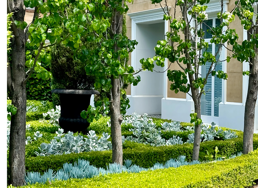 Lush green garden with manicured bushes, succulents, trees, and a large black planter near a house window.