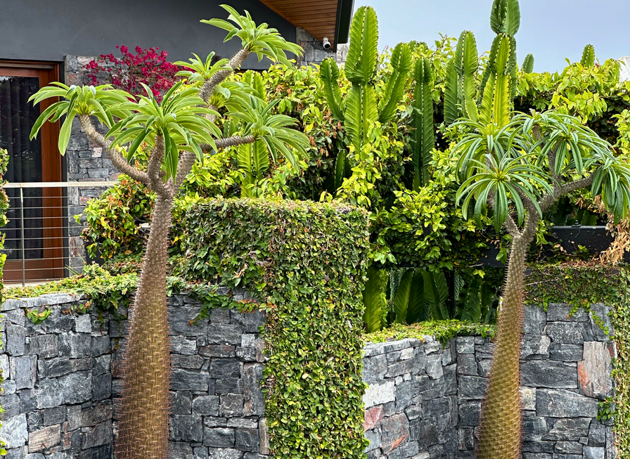 Two tall, spiky-trunked plants with tropical leaves in a stone-walled garden with lush green foliage.