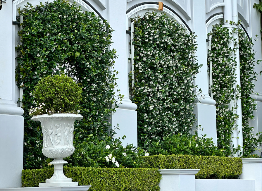 White building with arched trellises covered in flowering vines and a decorative white planter in front.