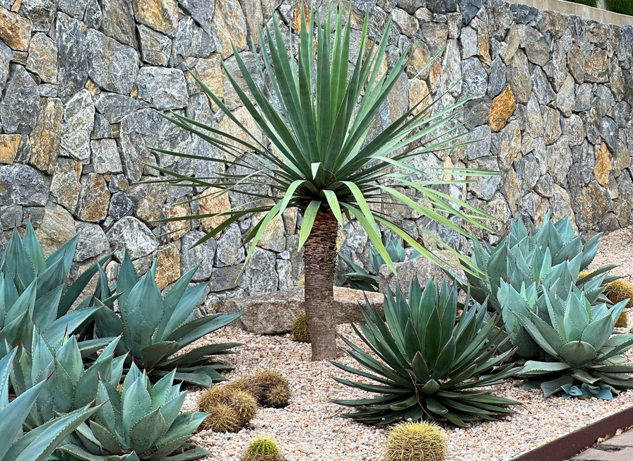 Desert garden with agave plants, barrel cacti, and a stone wall in the background.